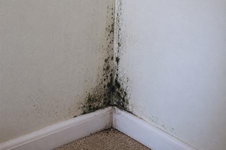 How Do I Get Rid of Mould and How Does a Dehumidifier Help?