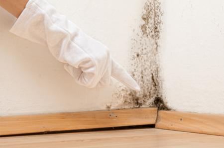 How Do I Get Rid of Mould and How Does a Dehumidifier Help?