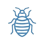 Bed Bugs
