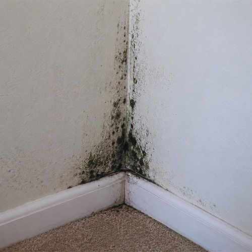 Moulds in room due to moisture