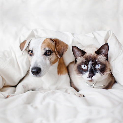 Jason Eva Clean Knitted Jersey Waterproof Quilt Protector